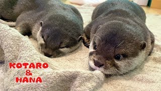 カワウソコタローとハナ　雨の公園を一緒に走った後は２人でぺたーん　Otter Kotaro&Hana Got Tired After the Walk in the Rain