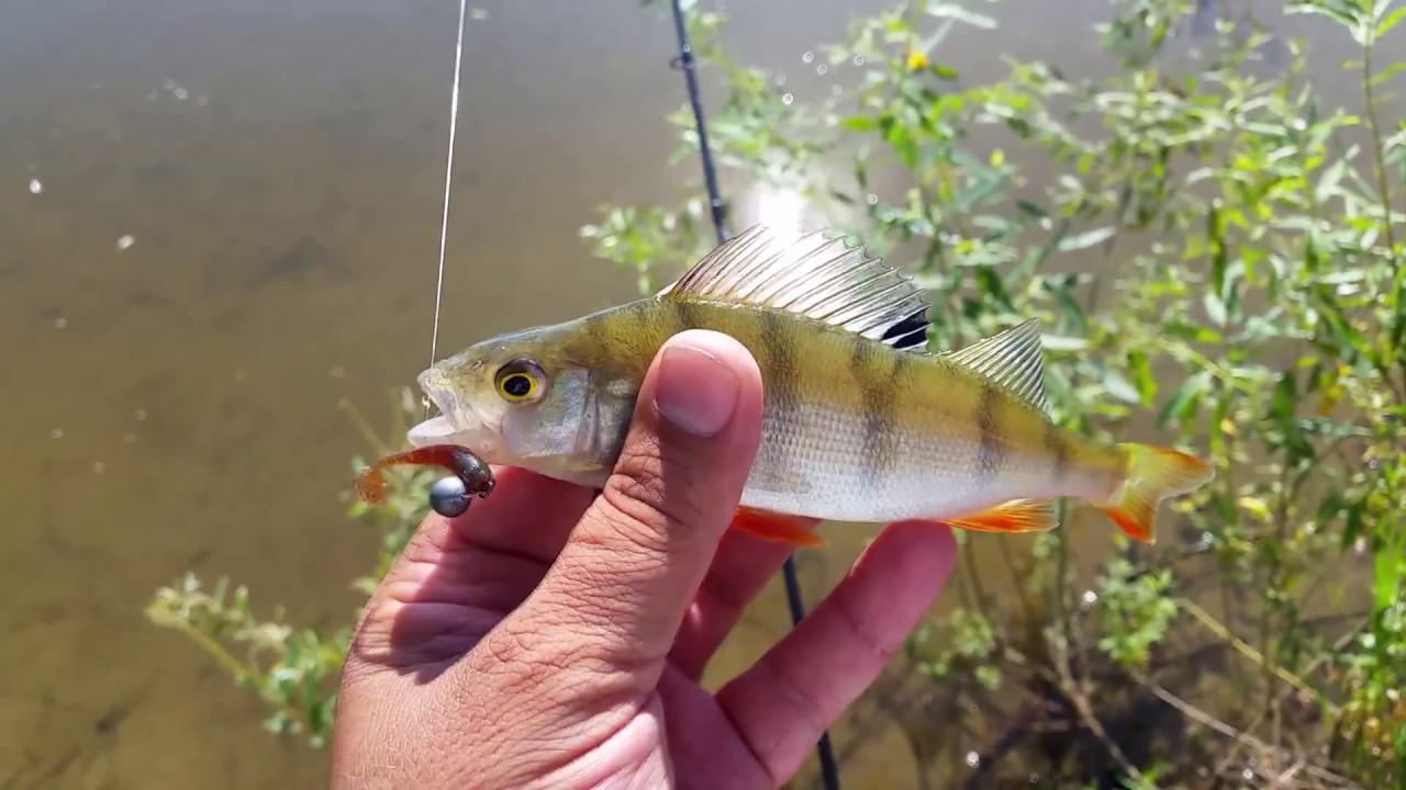 Рыбалка на силикон от Select, окунь на микроджиг
