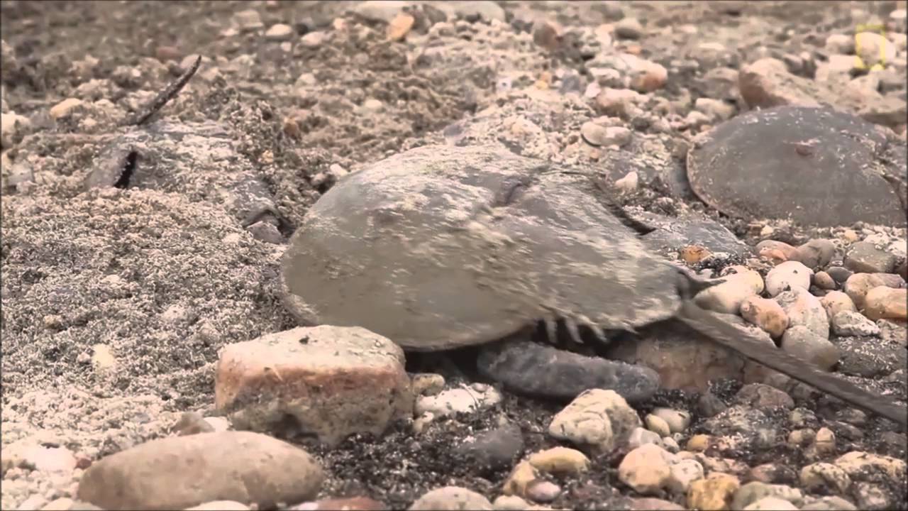 Whore Shoe Crabs - YouTube