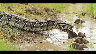Pythons' Unbelievable Hunt: Giant Snake Ambushed by a Swarm of Rats!