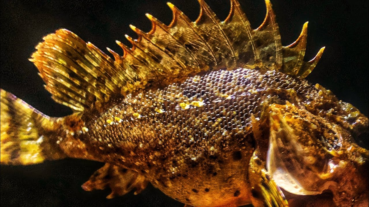 LRF C&R Скорпиди и Врани