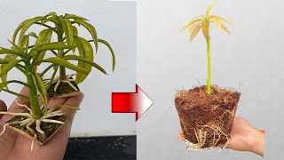 SPECIAL TECHNIQUE - propagating MANGO eyes with BANANA helps the tree grow well