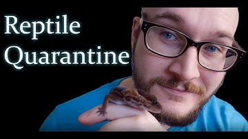 Why You MUST Quarantine Your Reptiles And How To Do It | New Reptile Reveal!