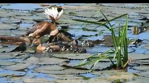 Merawat anak burung Belibis usia 1 bulan masih lucu2 dan jinak jinak
