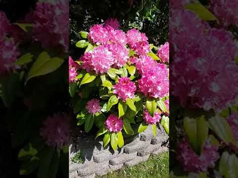 Video: Pretty Pink Rhododendron Varieties - Choosing A Pink Rhododendron