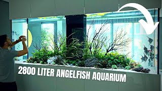 INCREDIBLE 2800L Luxury Home Angelfish Aquarium