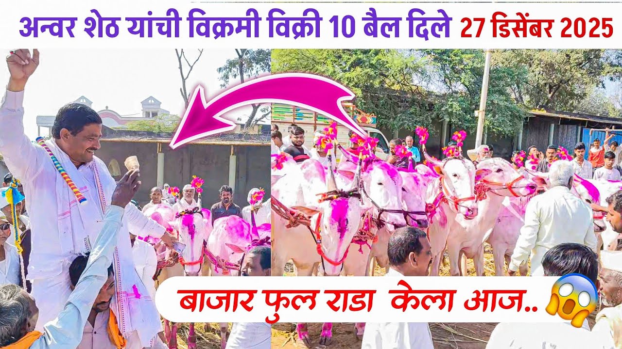 Chalisgaon bail bazar | 27 डिसेंबर 2025 | अन्वर शेठ विक्रमी विक्री 🔥 | 10 बैल विकले आज फुल राडा 😱