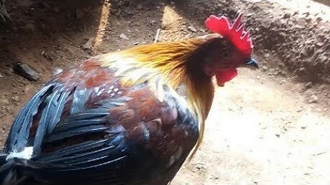 Bẫy gà rừng mùng 4 tết dính luôn 2021 ( cuab qaib qub 2021)