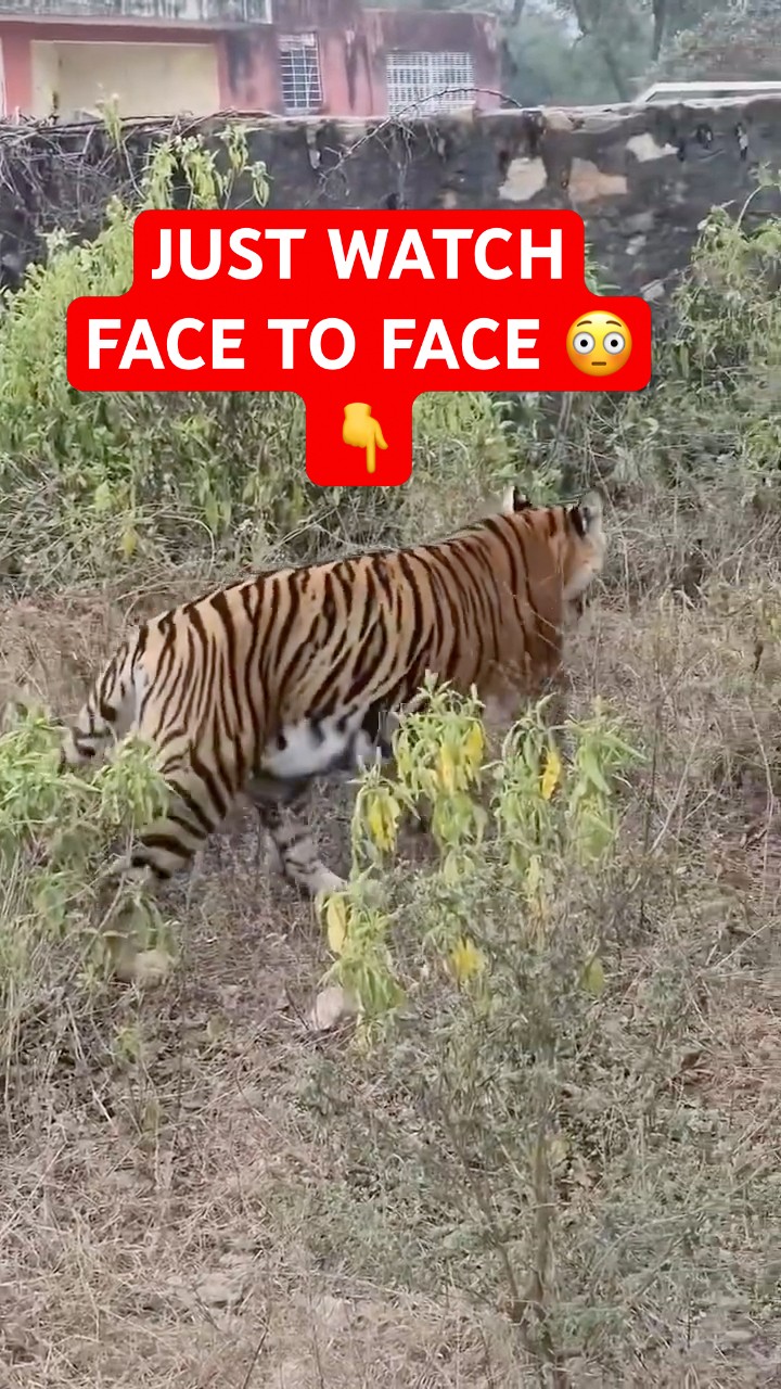 Face to Face With a Tiger 😳🐅 | Silent Eye Contact Just After Safari Entry