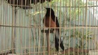 Murai Batu Bird Singing