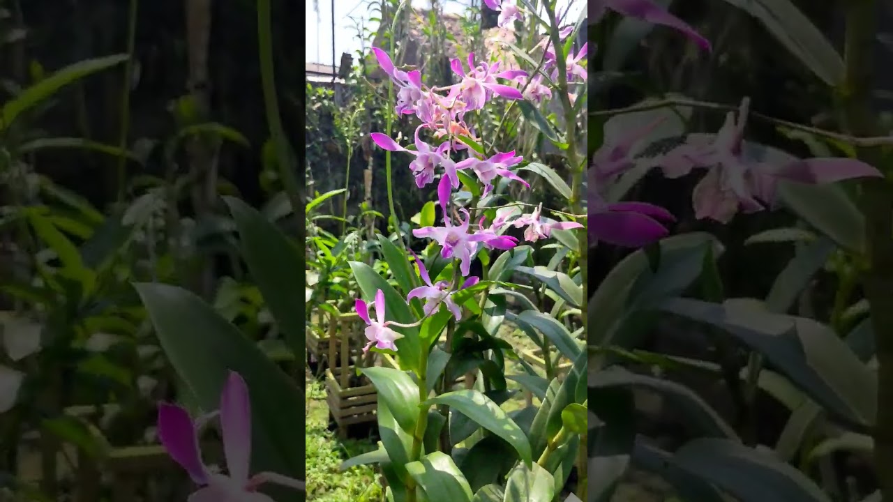 Dendrobium Caesar - Ada beberapa ukuran rumpun - 0813 2506 4060
