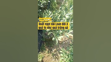 Quất ngọt đài Loan đời 3 quả to như quả trứng gà cây đang quả nhập nguyên bầu tại đài Loan. #shorts