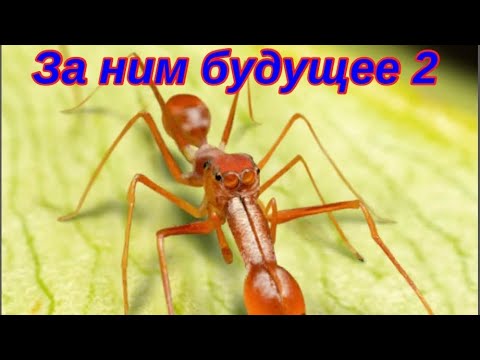 The Ants. Керенгский Муравей-Прыгун