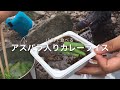 【登山料理】激ウマ簡単 カレーライス（トッピングはアスパラ）【山めし】