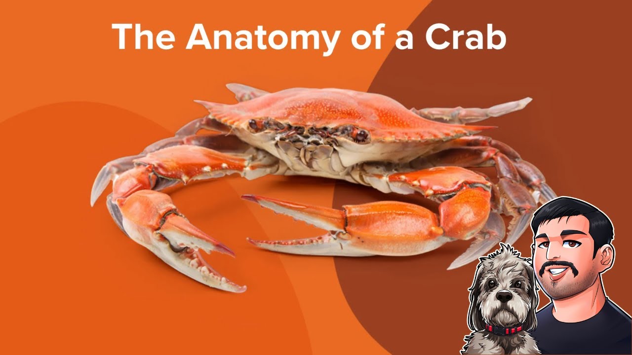 Evolution of Crab | Everything is Crab