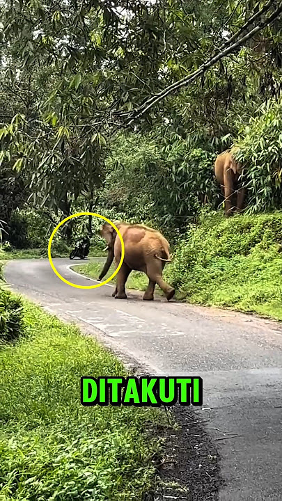 THIS MOTORCYCLE TAXI DRIVER WAS CHASED BY AN ELEPHANT ⁉️ #viralvideo #hilarious #veryfunny