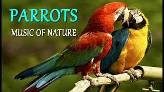 Nature music / Parrots /Музыка природы / Попугаи