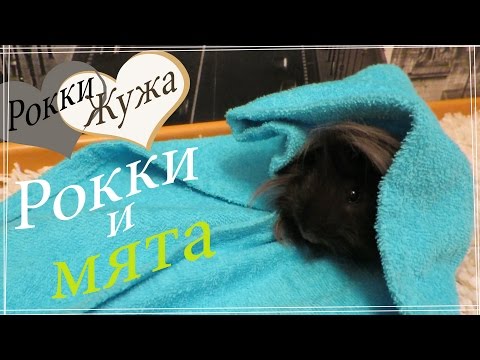 Видео: Можно ли морским свинкам есть мяту?