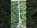 Harvest Herbs Often for Stronger, Healthier Growth 🌿 #garden #herbs #shorts #growyourownfood #herb