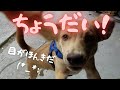 【ラブ成長記録】おやつたーいむで見せる本気の目