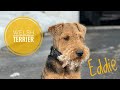 Welsh Terrier in the Snow の動画、YouTube動画。