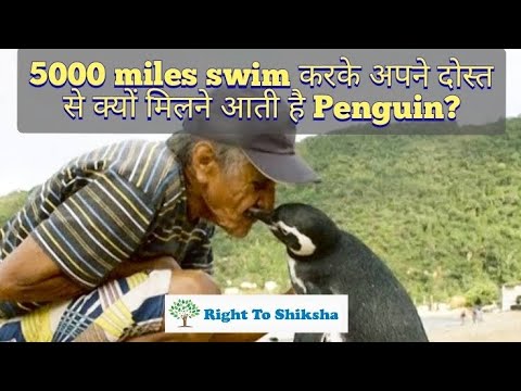 5000 miles swim करके अपने दोस्त से क्यों मिलने आता है Penguin?