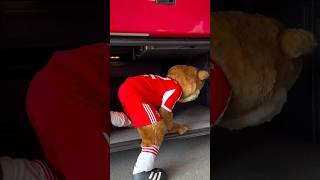 Berni Is Going To Zurich Hidden In The Trunk Of The Bus To Watch Grhopper Vs Bayern
