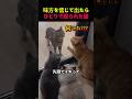 味方を信じて出たらひとりで殴られた猫
