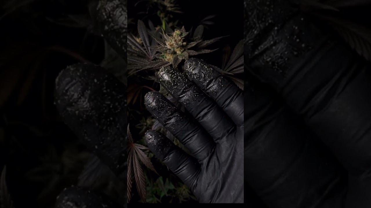Black Mamba #42 video preview