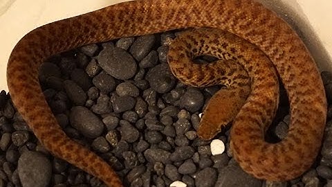 Pygmy Pythons: Aug 2016 Update!
