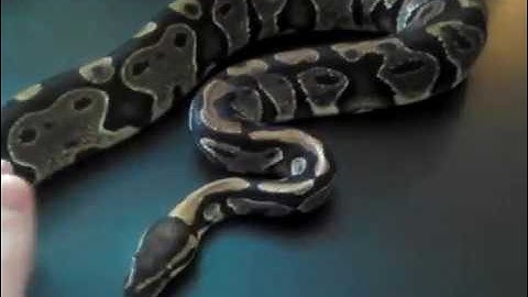 The Normal Ball Python - Benjamin