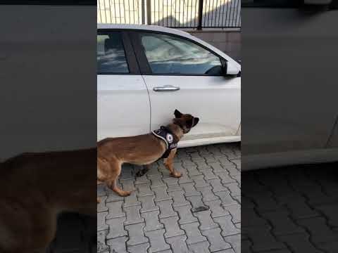 Video: TEDD Group, Canine Askeri Kahramanları için 