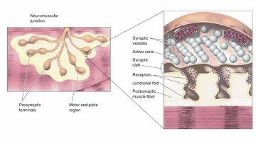 Synaptic Transmission | Foundations Part 4