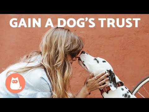 تصویری: 4 راه برای جلب اعتماد سگ ولگرد