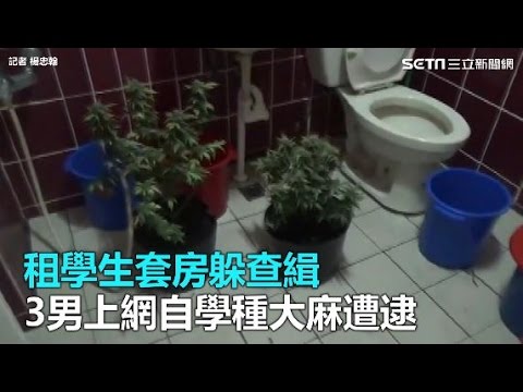 租學生套房躲查緝　3男上網自學種大麻遭逮｜三立新聞網SETN.com