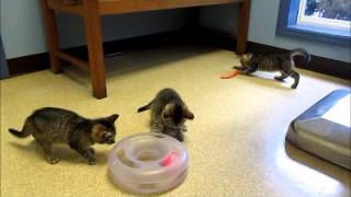 Playful Kittens Ready for Adoption