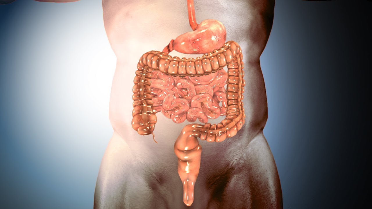 How the Digestive System Works? - YouTube