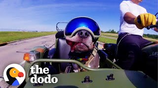 Senior Pittie Begs His Dad To Ride Shotgun On His Motorcycle | The Dodo Pittie Nation