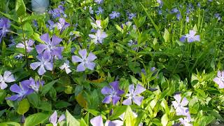四月、あわい薄紫の花が、新葉の上で咲く