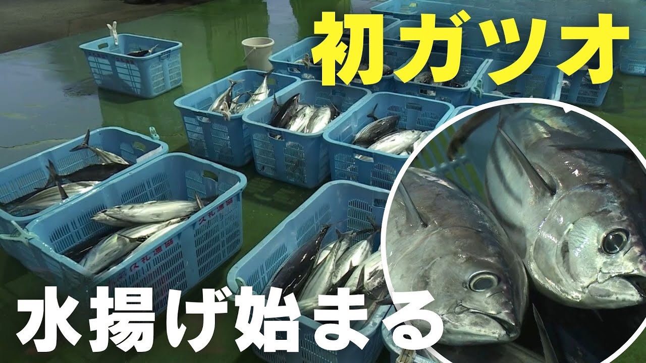 初ガツオのシーズン到来！高知県中土佐町で初ガツオの水揚げが始まる