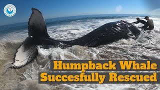 Successful Humpback Whale Rescue!