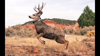 Wild Episode 12: Traveling wildlife