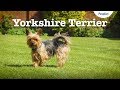 Yorkshire Terrier Dog | Lifespan, Temperament & More  | Petplan の動画、YouTube動画。