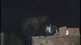 Black Bear in Colorado dumpster dives