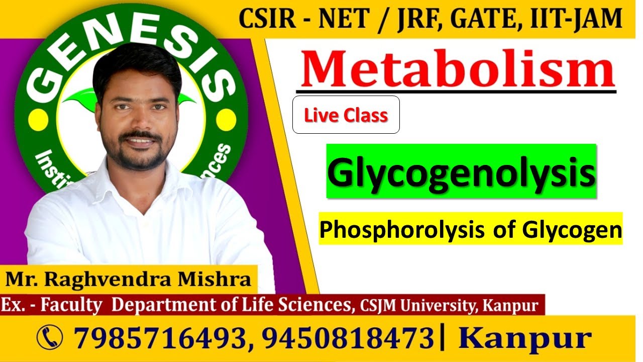 Glycogenolysis | Glycogen Breakdown| CSIR NET/JRF | GATE | Life science | ICMR