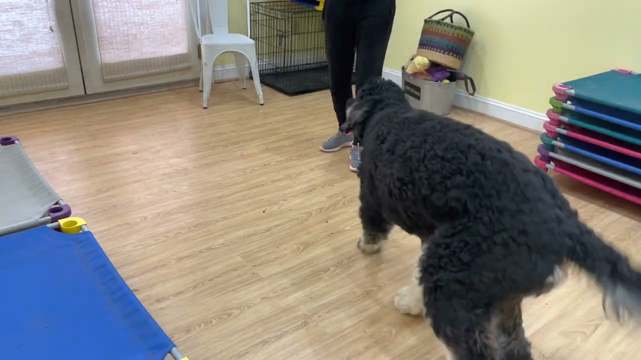 Benny the Bernedoodle- grooming
