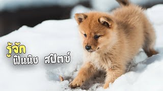 รู้จักกับสุนัขพันธุ์ฟินนิช สปิตซ์