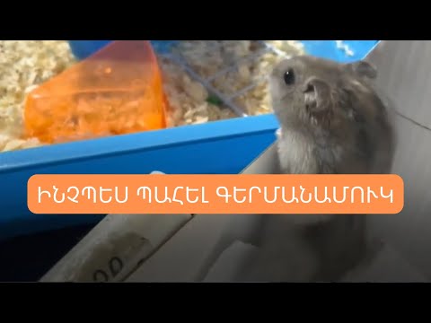 Video: Ինչպես դաստիարակել ճգնավոր ծովախեցգետին (նկարներով)