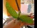 Really friendly giant pet insect - Katydid