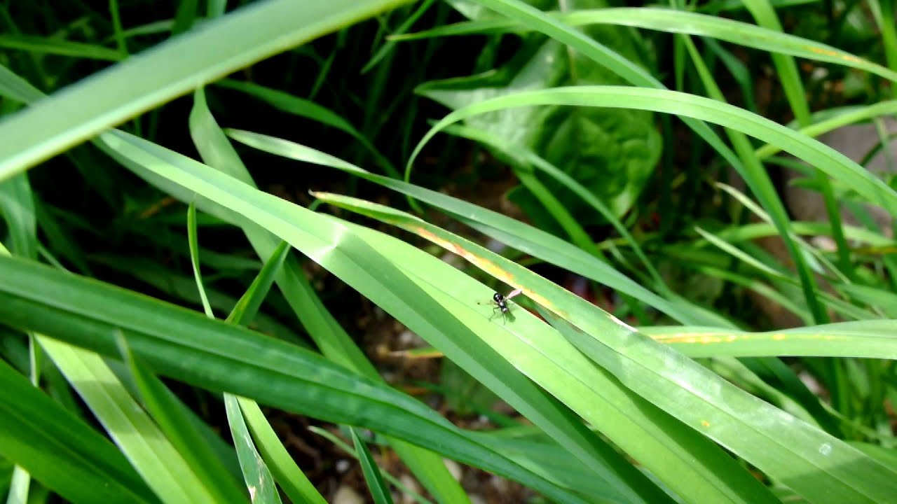 Brachycera sp. - Fly / Fliege